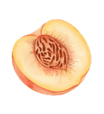 Peach Please asset 4